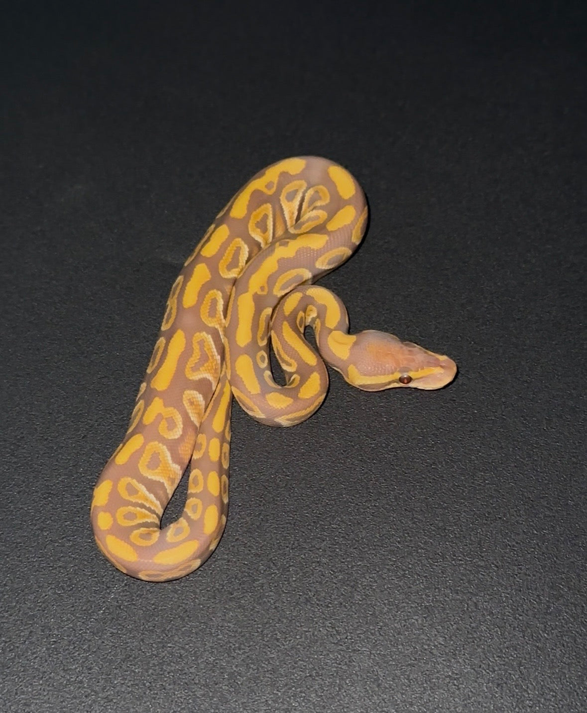 Ultramel Mojave/Mystic Specter poss Blackhead het Clown hembra (preventa)