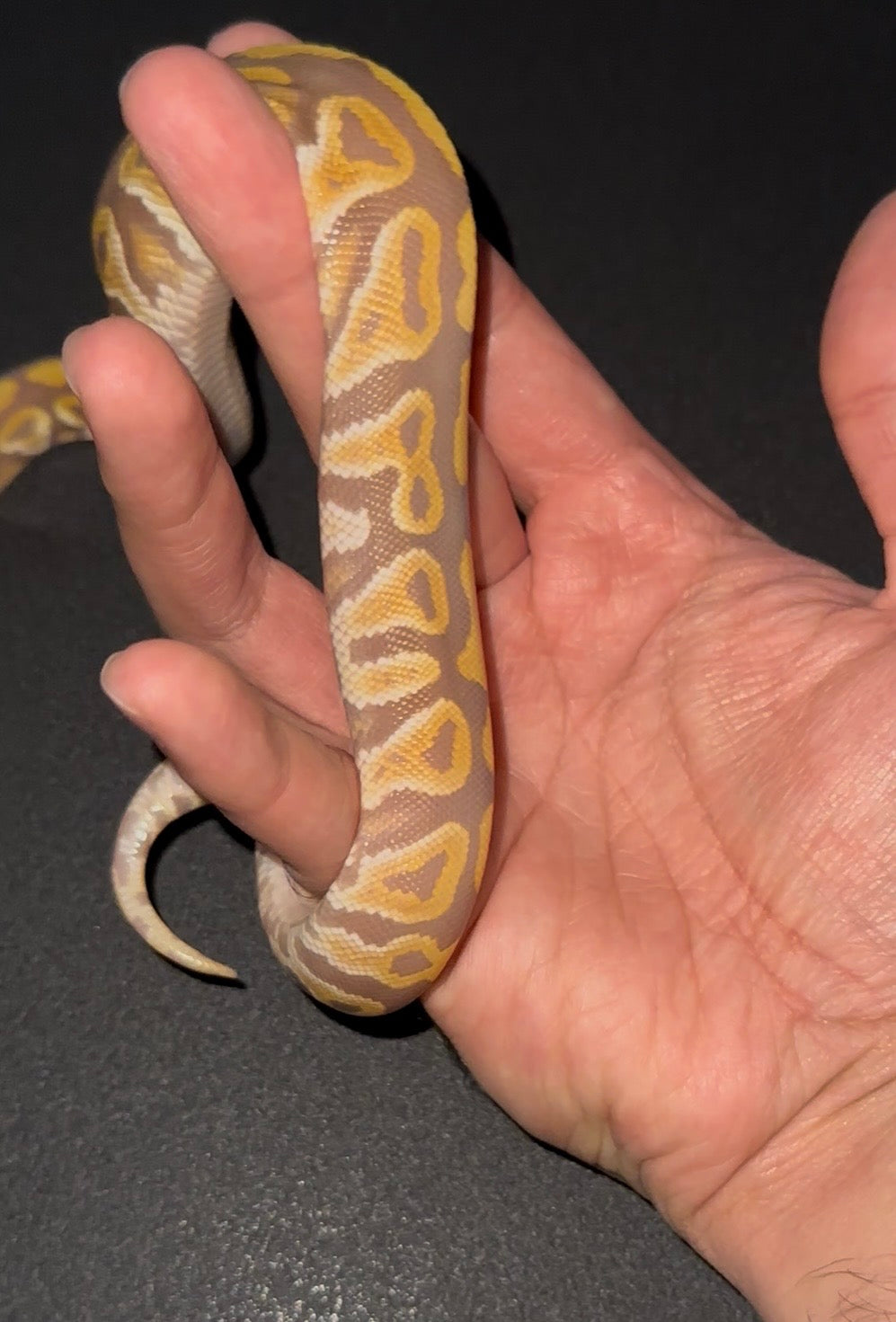 Ultramel Mojave/Mystic Specter poss Blackhead het Clown hembra (preventa)