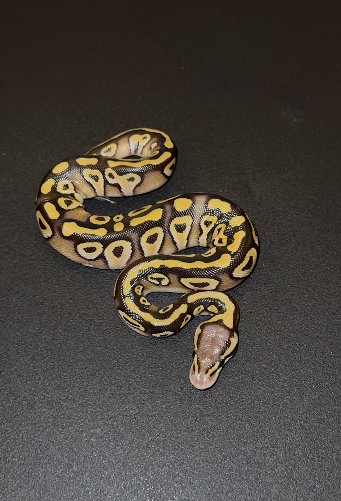Mystic/Mojave Pastel Specter? BH? doble het Ultramel Clown hembra (preventa)