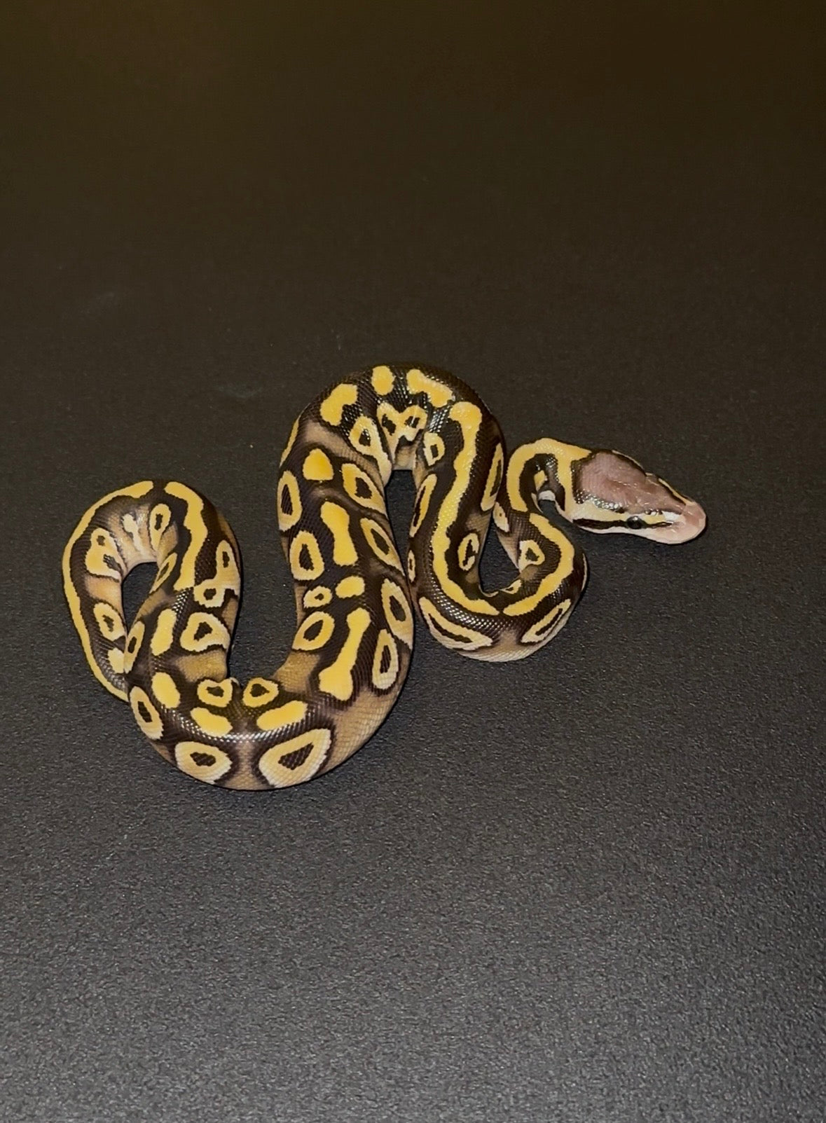 Mystic/Mojave Pastel Specter? BH? doble het Ultramel Clown hembra (preventa)