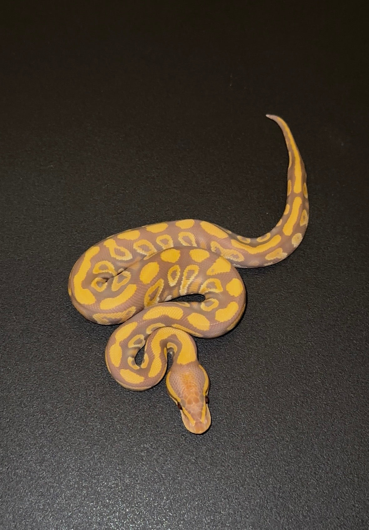 Ultramel Mojave/Mystic Blackhead? Specter? het Clown macho (preventa)