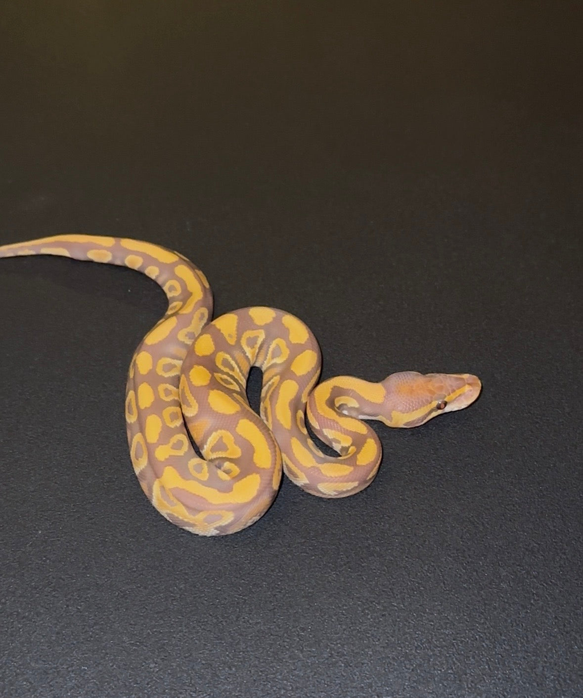 Ultramel Mojave/Mystic Blackhead? Specter? het Clown macho (preventa)