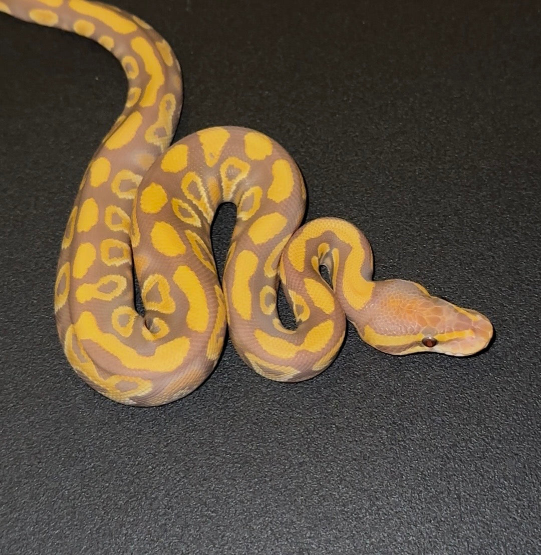 Ultramel Mojave/Mystic Blackhead? Specter? het Clown macho (preventa)