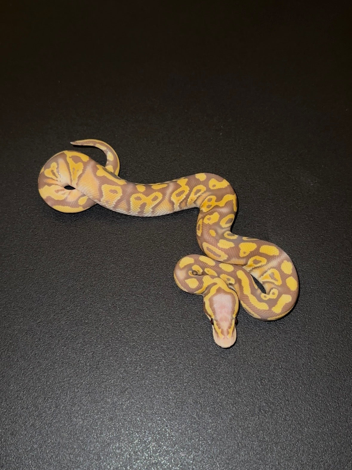 Ultramel Pastel Blackhead Specter Mystic/Mojave het Clown macho (preventa)