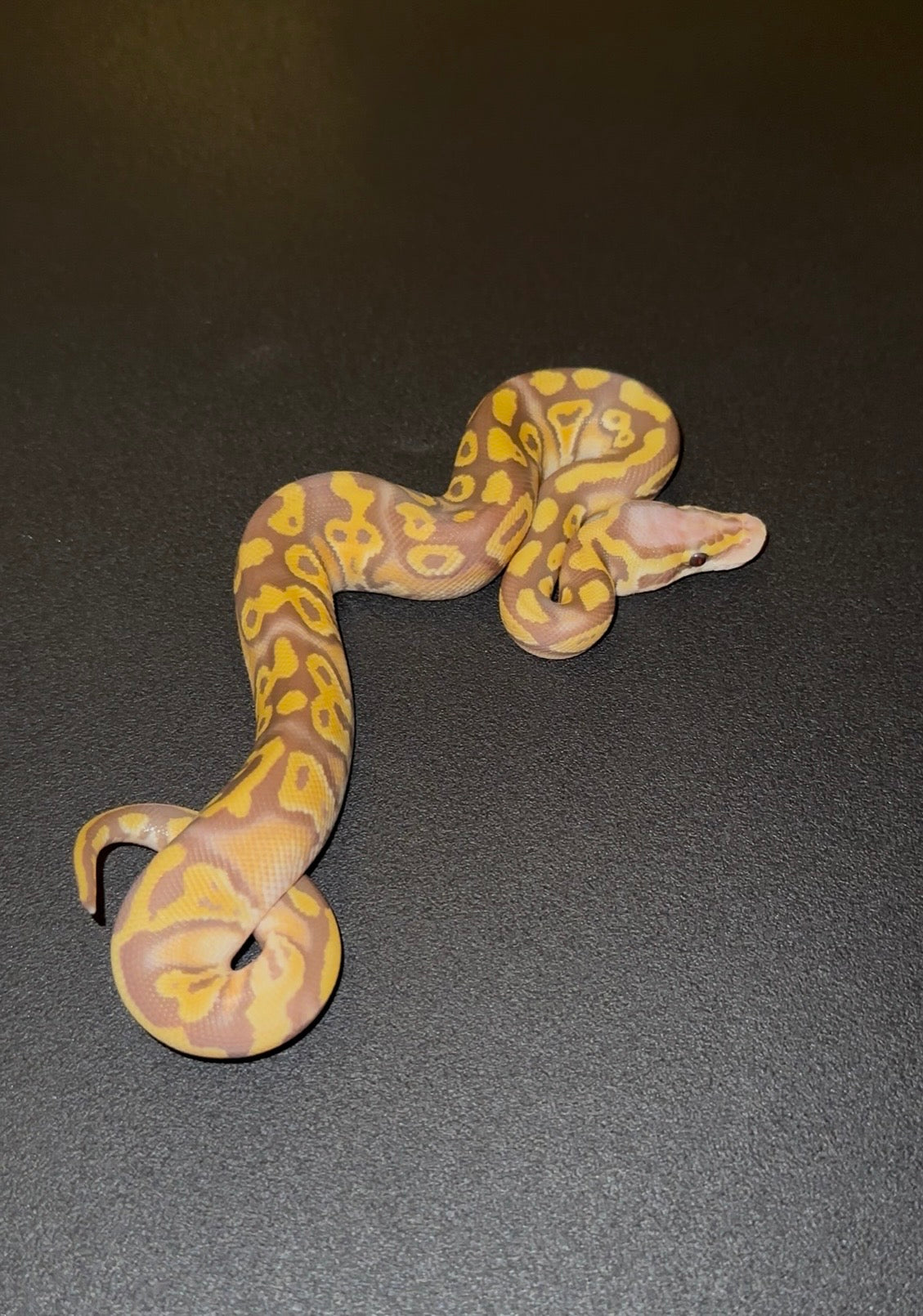 Ultramel Pastel Blackhead Specter Mystic/Mojave het Clown macho (preventa)