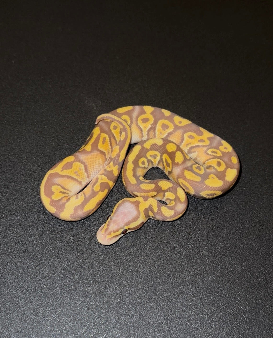 Ultramel Pastel Blackhead Specter Mystic/Mojave het Clown macho (preventa)
