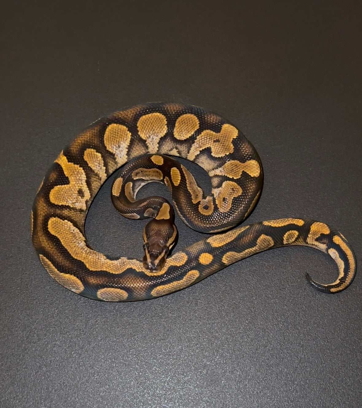 Calico hembra juvenil (200-300 gramos)