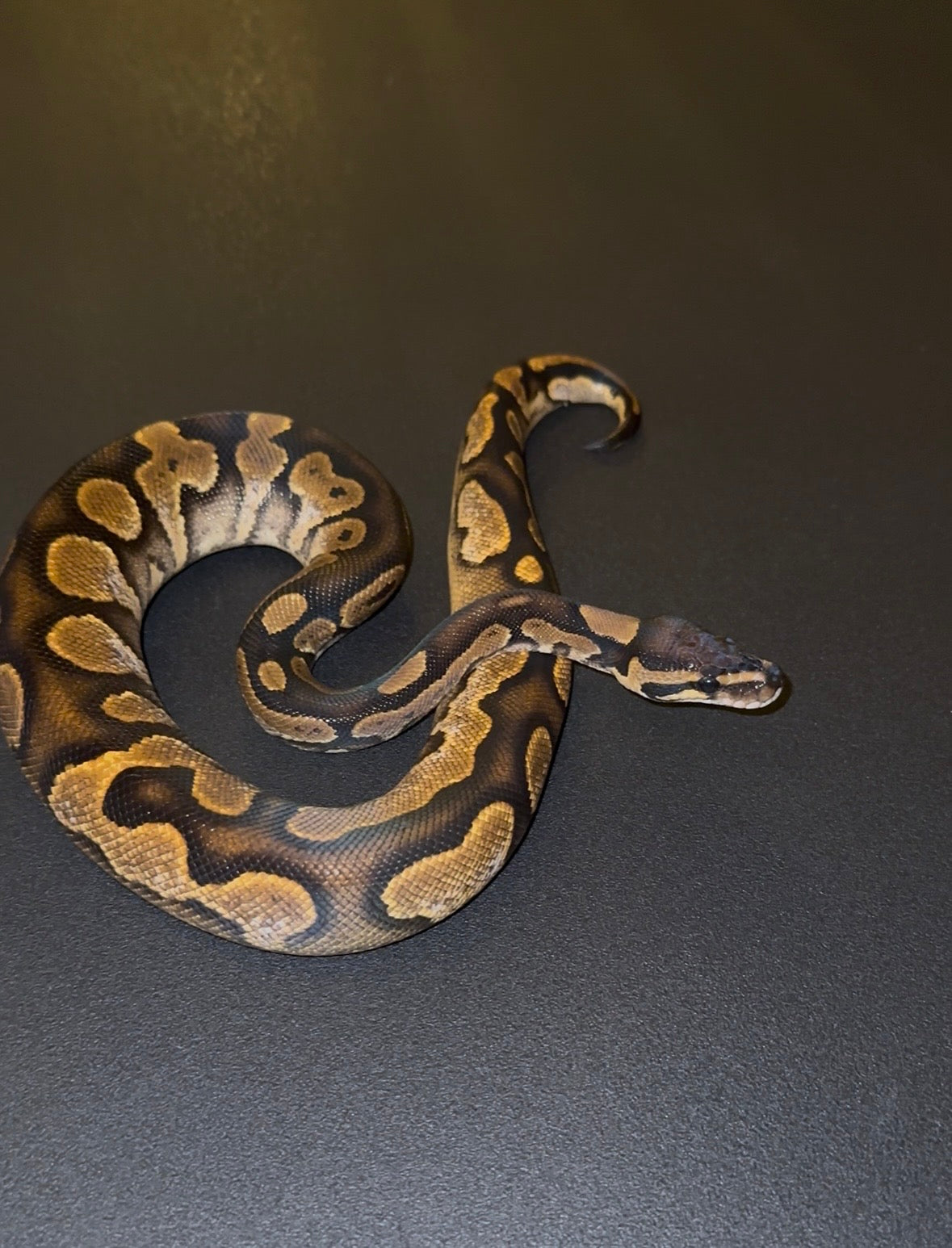 Calico hembra juvenil (200-300 gramos)