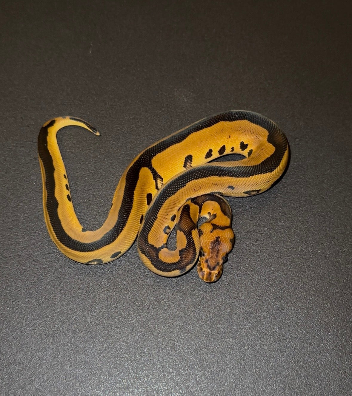 Leopard Clown + hembra