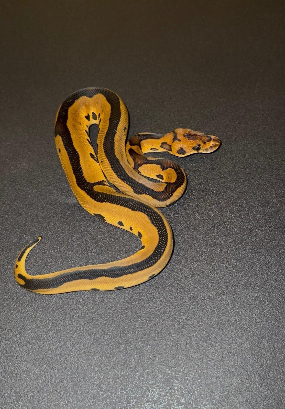 Leopard Clown + hembra