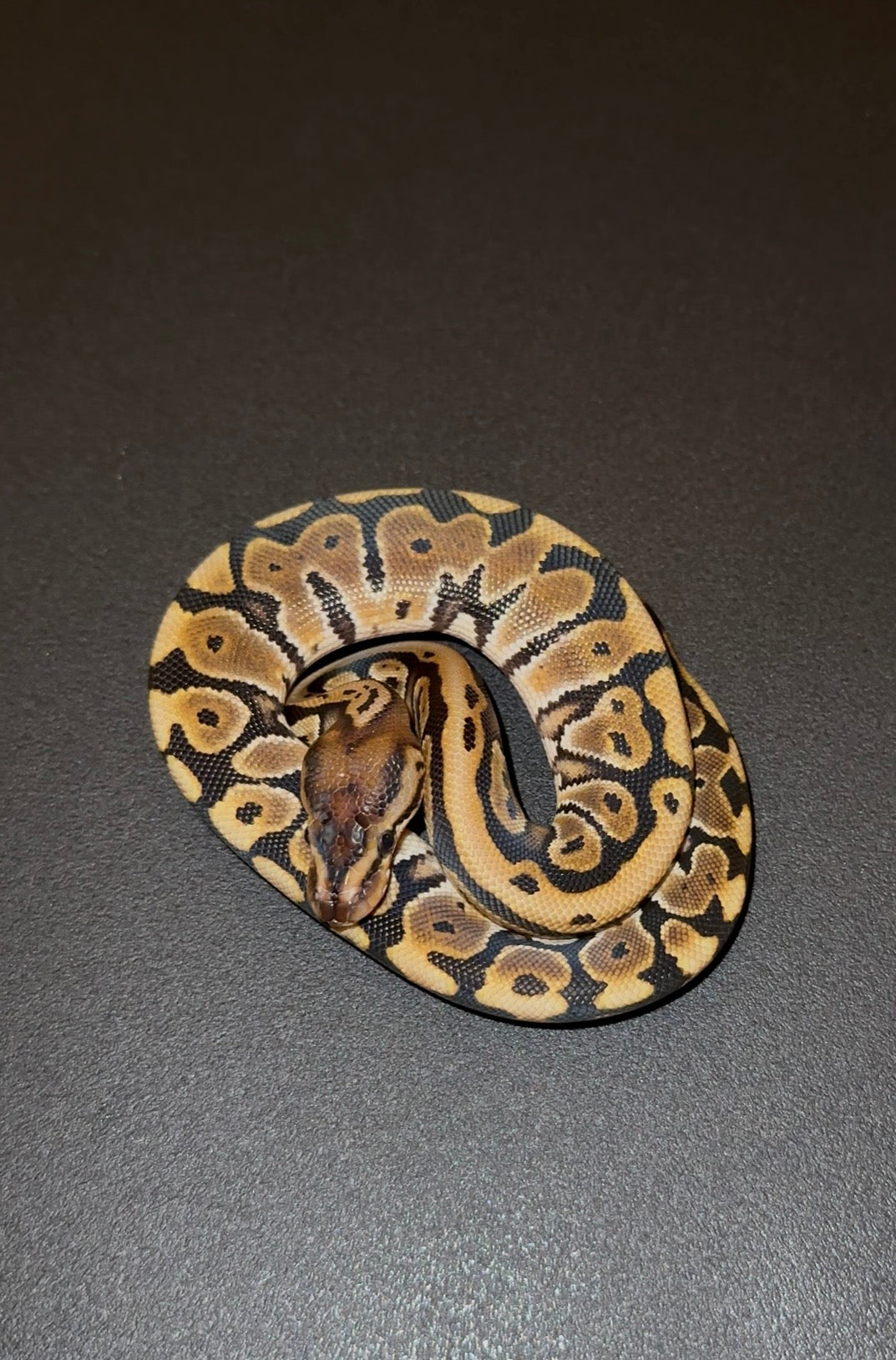 Hidden Gene Woma (HGW) hembra