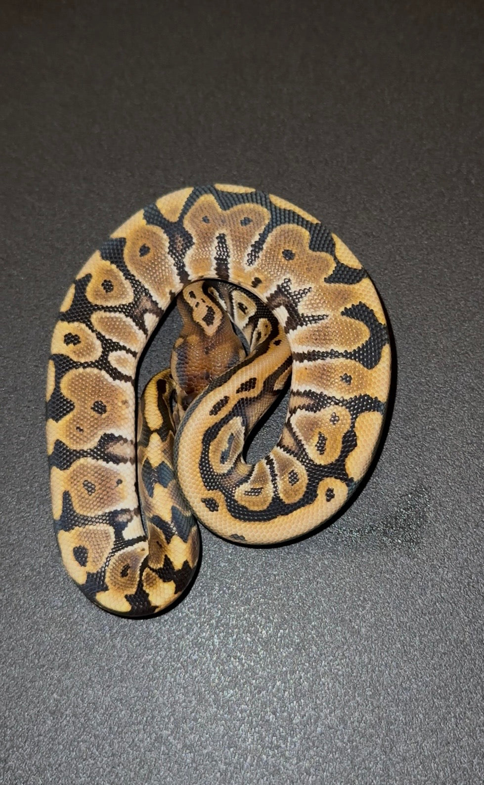 Hidden Gene Woma (HGW) hembra