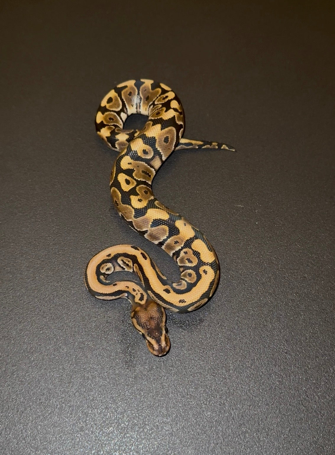 Hidden Gene Woma (HGW) hembra