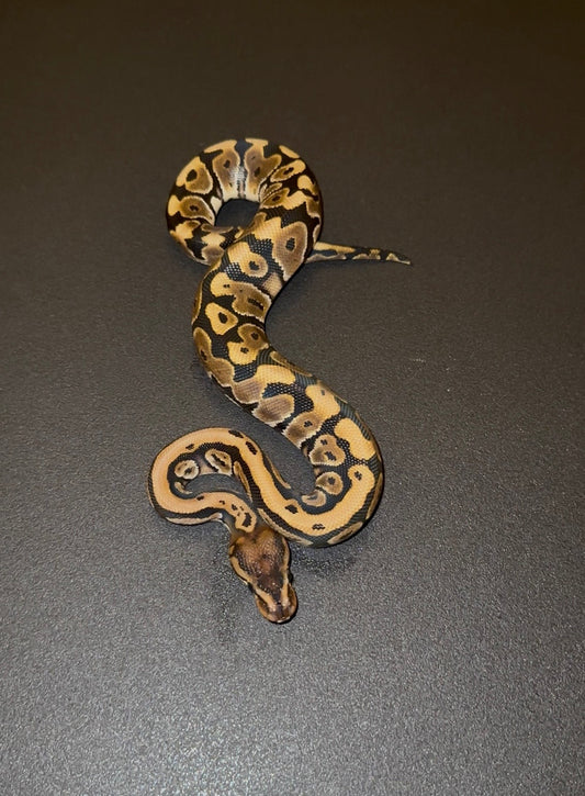 Hidden Gene Woma (HGW) hembra