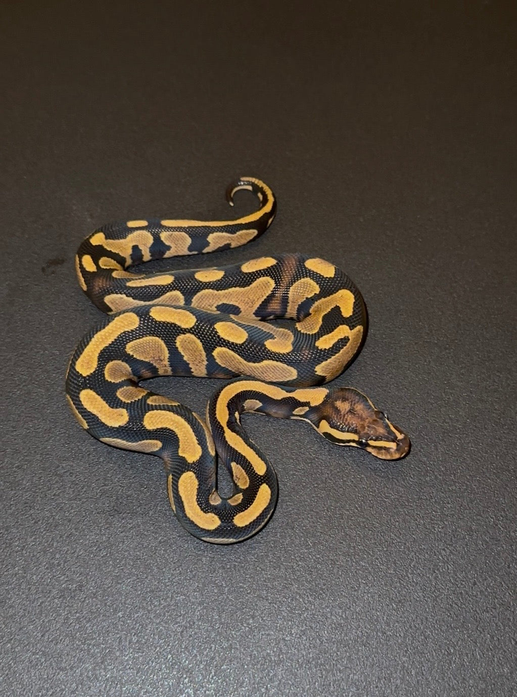 Yellow Belly het Pied poss Lace macho