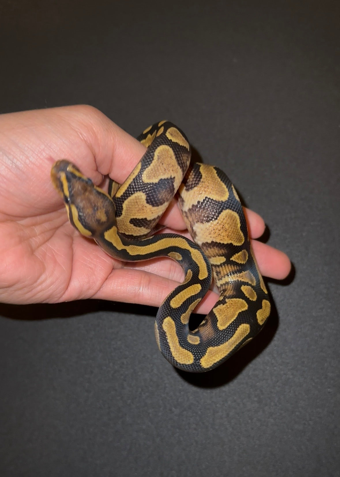 Yellow Belly het Pied poss Lace macho