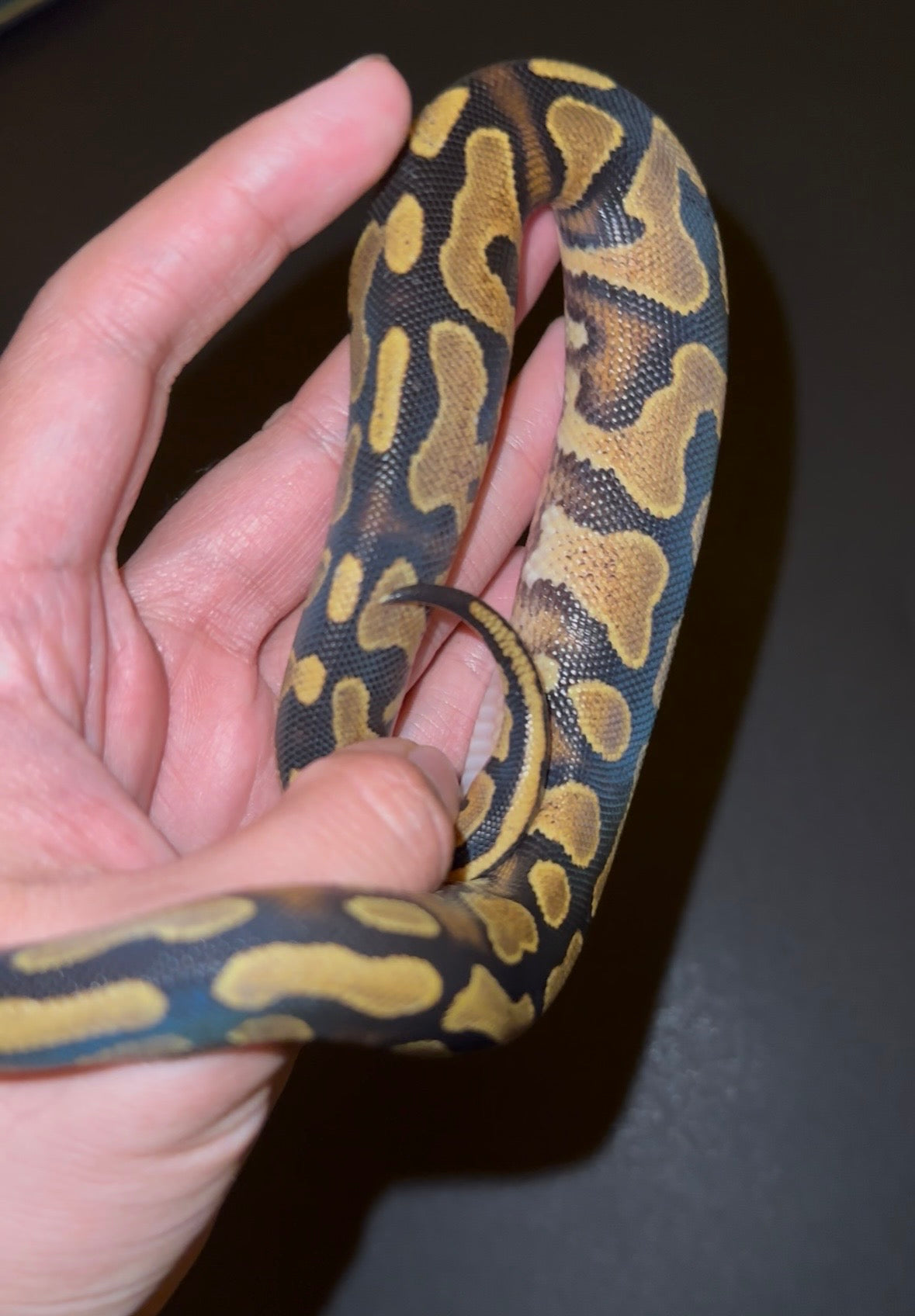 Yellow Belly het Pied poss Lace macho