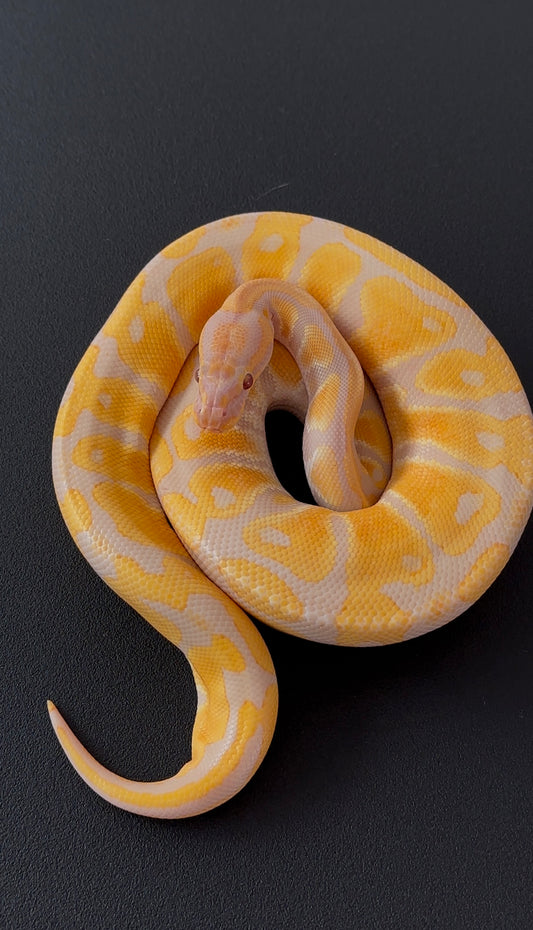 Lavender Albino hembra juvenil