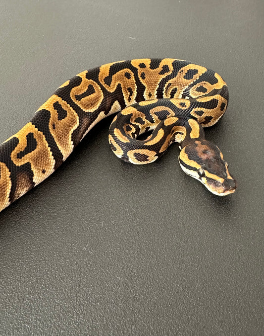 Leopard het Clown hembra