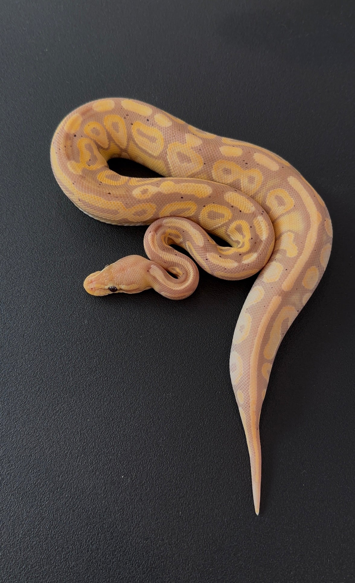 Banana Cinnamon het Tri Stripe hembra