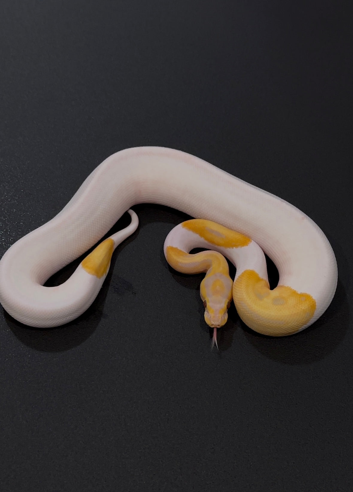 Candy Pied hembra