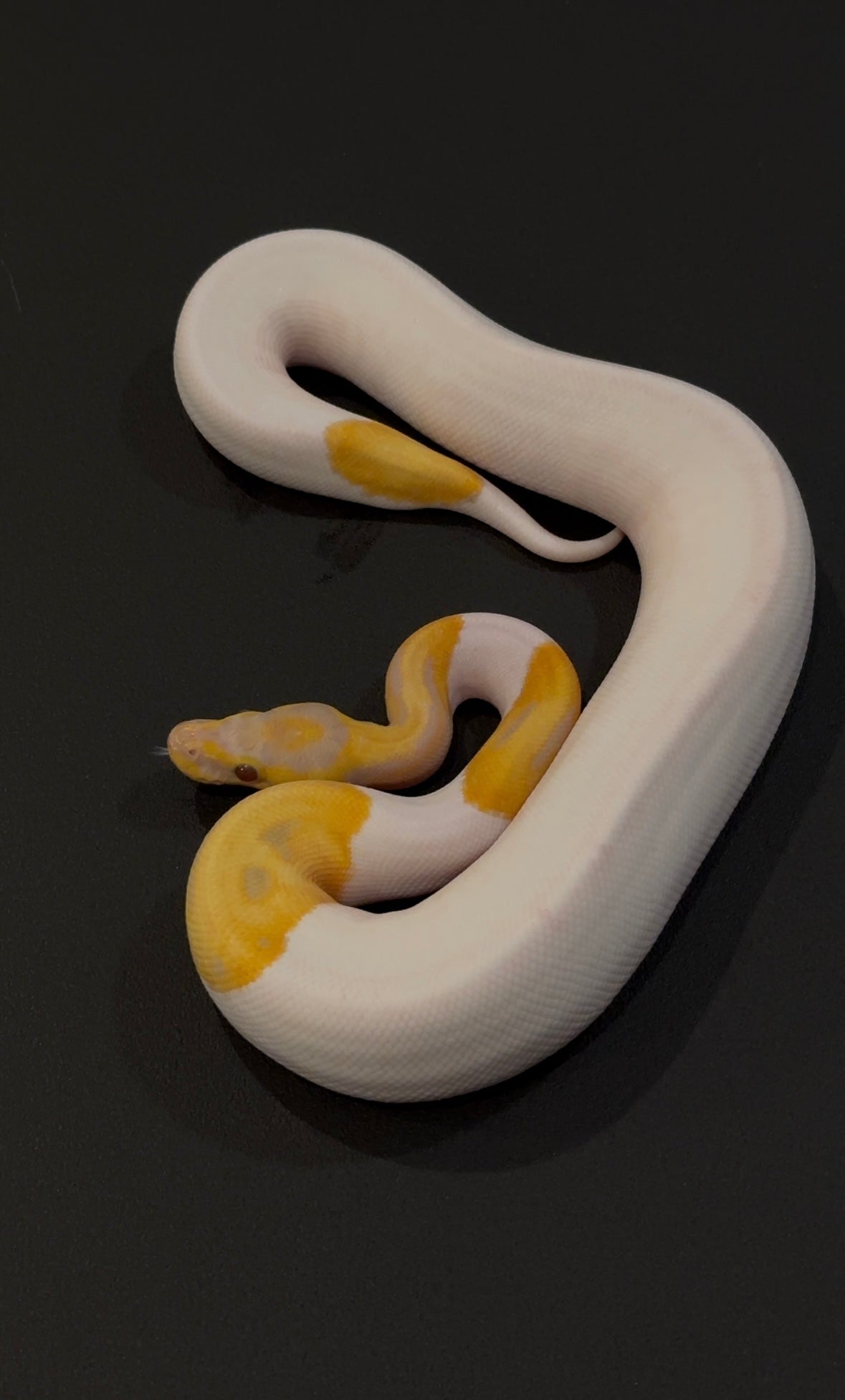 Candy Pied hembra