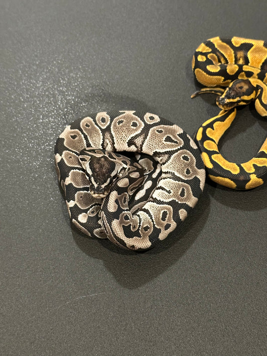 Axanthic het Pied hembra