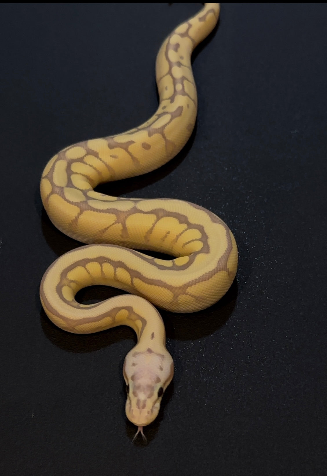Banana Mojave Pastel Spider OD + het Clown hembra