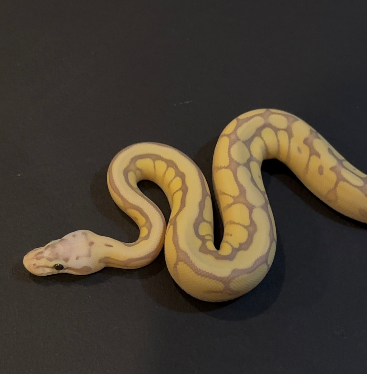 Banana Mojave Pastel Spider OD + het Clown hembra