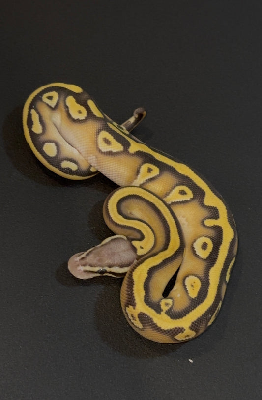 Firefly OD YB Mojave het Clown macho 2