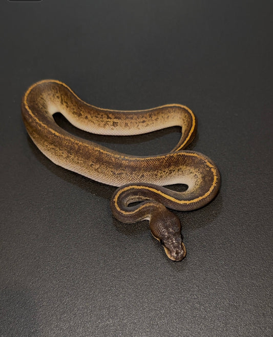 BH Mahogany Pinstripe Mystic? het Ultramel macho