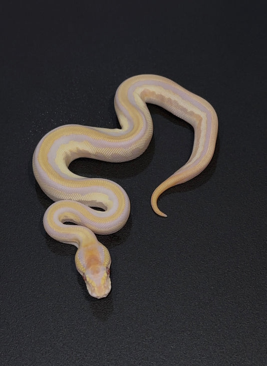 Blackhead Leopard Lesser YB Lavender Albino Axanthic TSK 50% het Pied hembra