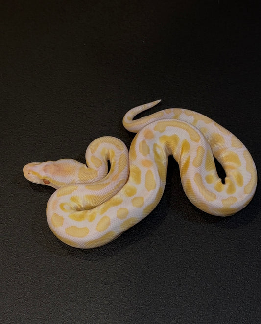 Blackhead Lavender Albino Axanthic TSK 50% het Pied macho