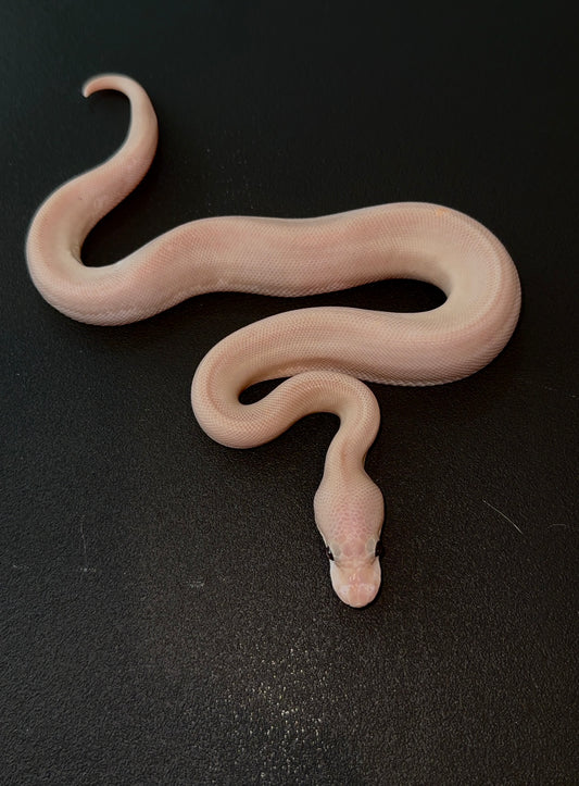 8 Ball (Black Pastel Cinnamon) Cypress Banana + macho