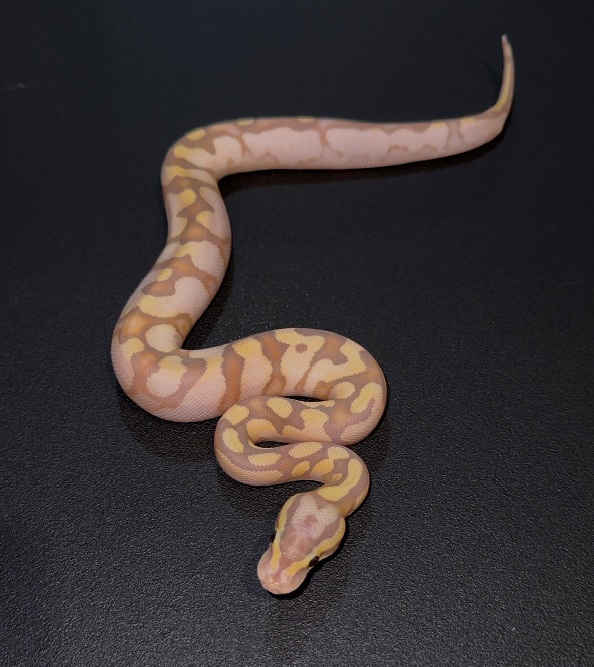 Banana Pastel Enchi Fire YB OD? + 50% het Puzzle macho