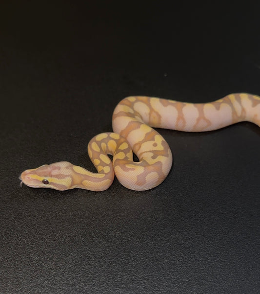 Banana Pastel Enchi Fire YB OD? + 50% het Puzzle macho