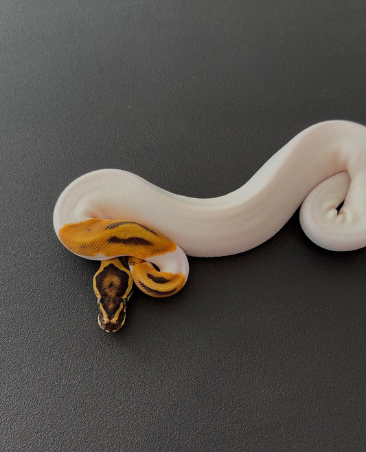 Leopard OD Pied het Ultramel hembra
