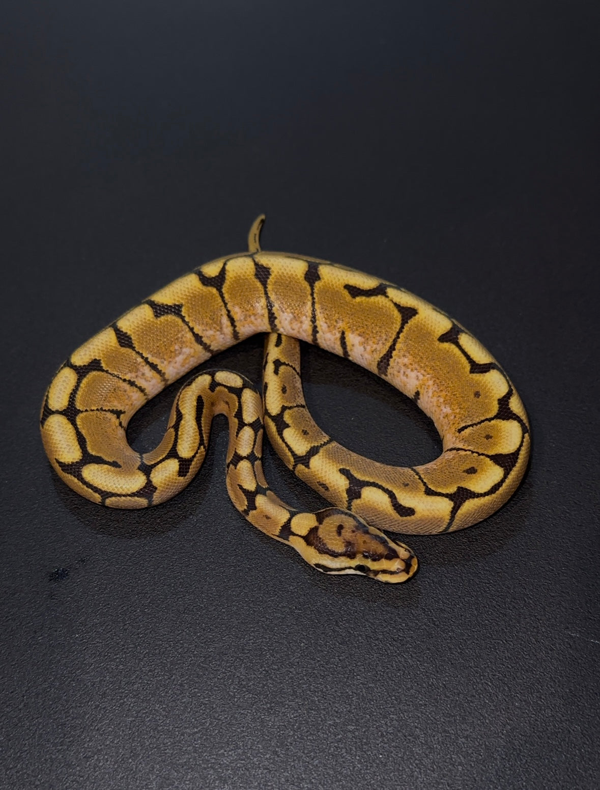 Spider Lace het Clown hembra
