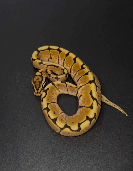 Spider Lace het Clown hembra