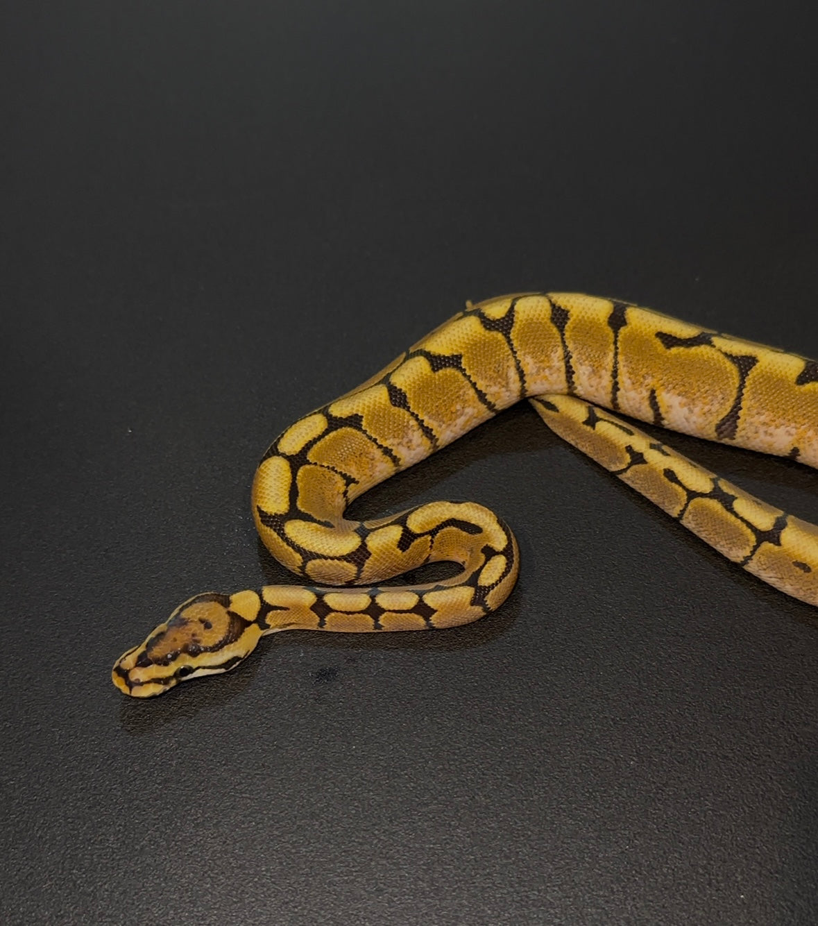 Spider Lace het Clown hembra