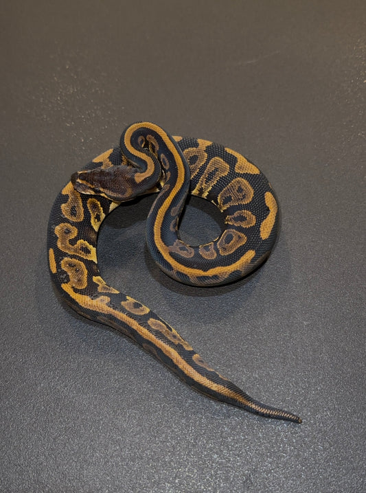Mahogany? HRA? + 100% het Ultramel 50% DH Pied Hypo hembra