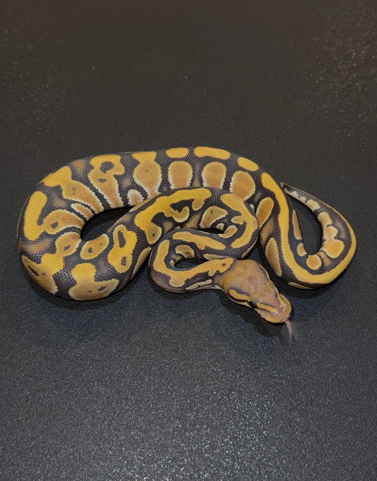 Hypo Chocolate Orange Dream 50% het DG macho