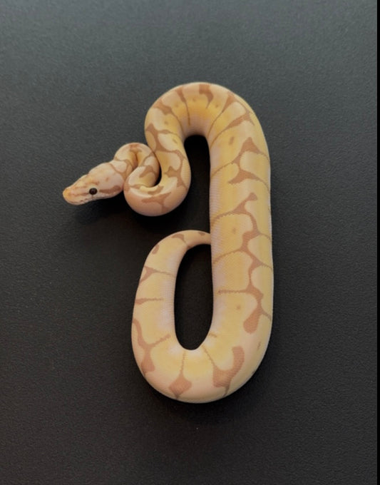 Spider Firefly Banana YB het Clown hembra