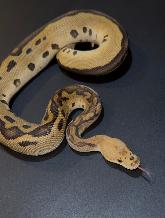 Redhead Leopard Clown macho (300 gramos).