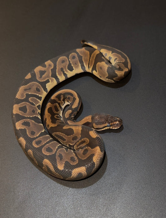 Leopard 100% het Hypo hembra