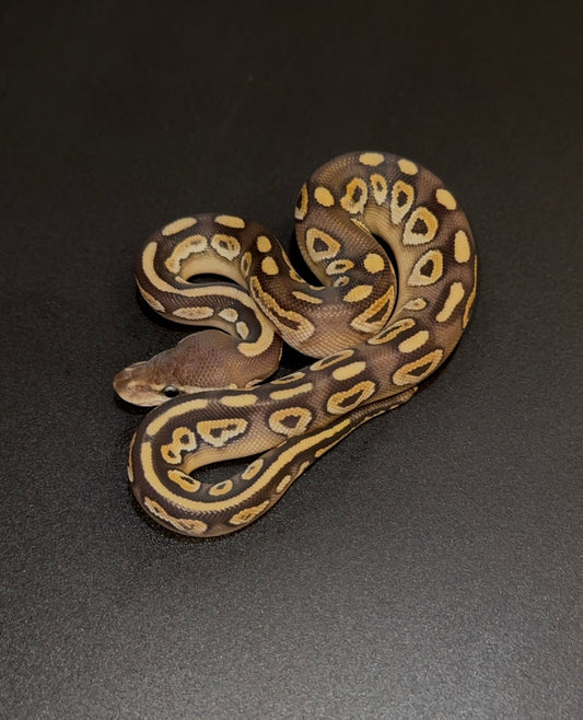 Mojave/Mystic Cinnamon/HRA doble het Ultramel Clown macho