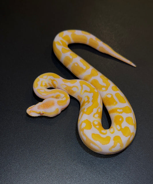 Lavender Albino Yellow Belly poss Blackhead? 50% het Pied 66% het Ax TSK macho