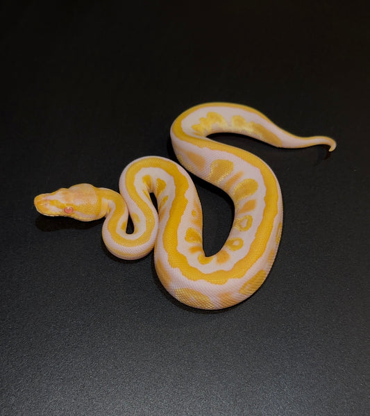 Candy/Candino Mahogany + 66% het Pied 50% het Clown macho