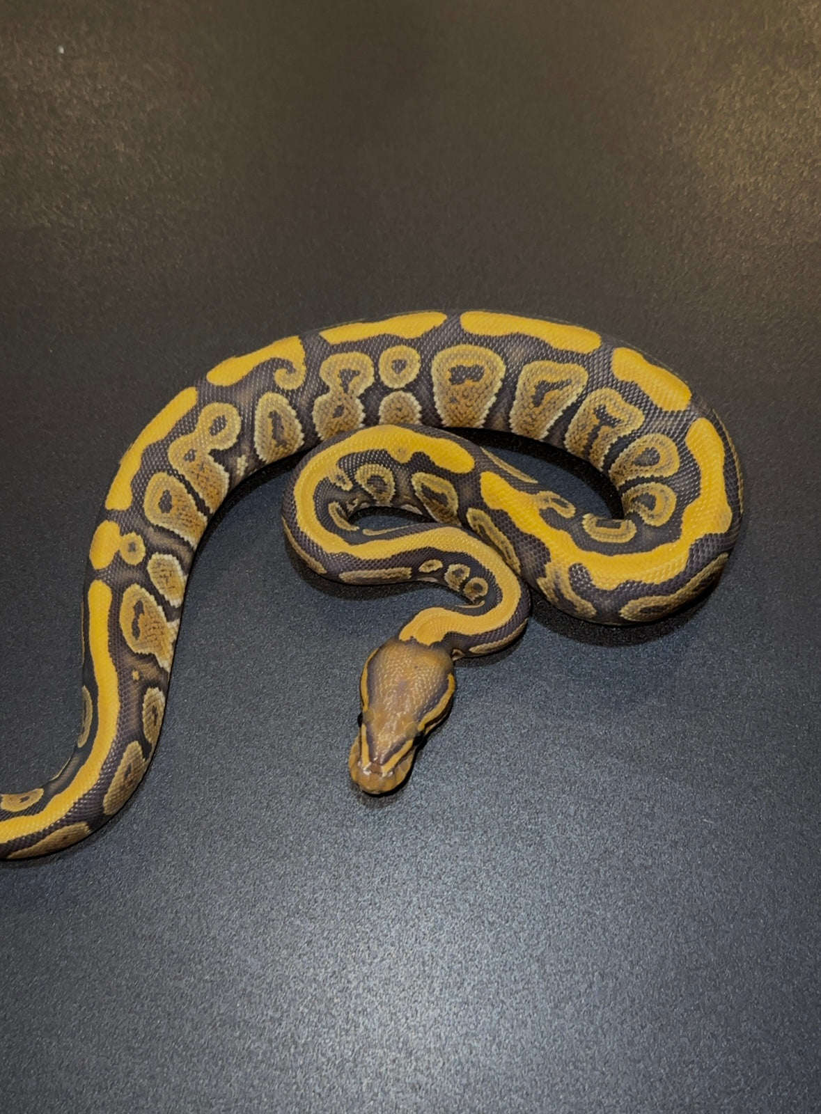 Cypress Hypo 50% het DG macho