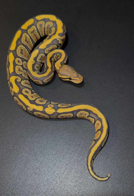 Cypress Hypo 50% het DG macho
